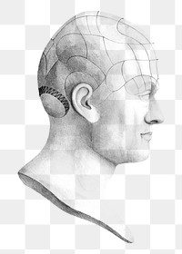 Dr. Spurzheim's png divisions of the organs of phrenology marked externally on transparent background.  Remastered by rawpixel