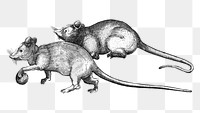 Two Mice png sticker, animal illustration on transparent background.    Remastered by rawpixel