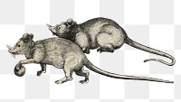 Two Mice png sticker, animal illustration on transparent background.    Remastered by rawpixel