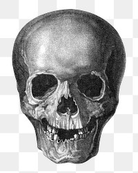 Human skull png sticker, vintage illustration on transparent background.   Remastered by rawpixel