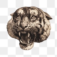 Herbert Dicksee's png Tiger's head on transparent background.   Remastered by rawpixel