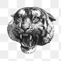 Roaring tiger png wild animal sticker, transparent background. Remixed by rawpixel.