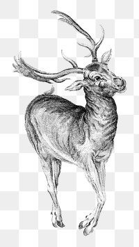 Wenceslaus Hollar's Stag png illustration on transparent background.  Remastered by rawpixel