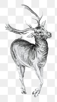 Wenceslaus Hollar's Stag png illustration on transparent background.    Remastered by rawpixel