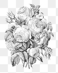 Rose of May png sticker on transparent background.   Remastered by rawpixel