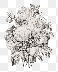 Rose of May png sticker on transparent background.   Remastered by rawpixel