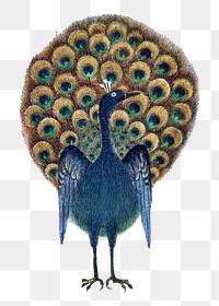 Vintage peacock png sticker, bird illustration on transparent background.    Remastered by rawpixel