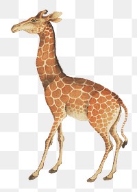 Matsuoka Kansui's Giraffe png sticker, vintage animal on transparent background.    Remastered by rawpixel