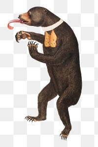 James Sowerby's png Sun-Bear painting on transparent background.   Remastered by rawpixel