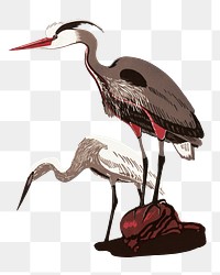 Heron bird png sticker, vintage animal on transparent background.   Remixed by rawpixel.