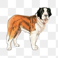 Saint Bernard dog png sticker, animal on transparent background.   Remixed by rawpixel.