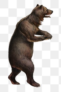 Wild bear png sticker, vintage on transparent background.   Remixed by rawpixel.