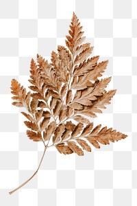 Dried leaf png on white paper in transparent background
