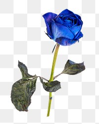 Blue rose png, beautiful flower design element in transparent background