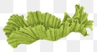 Lettuce piece png sticker, transparent background