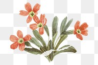 Alpine primrose png red flower sticker, transparent background