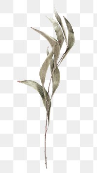 Aesthetic leaf branch png sticker, transparent background