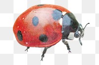 Cute ladybug png sticker, insect image, transparent background