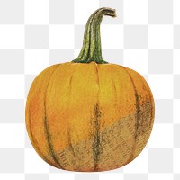 Autumn pumpkin png sticker, transparent background