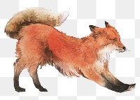 Stretching red fox png sticker, wild animal illustration, transparent background