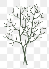 Leafless tree png sticker, transparent background