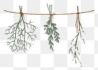 Aesthetic leaf branches png sticker, transparent background