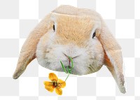 Cute rabbit png sticker, flower image, transparent background