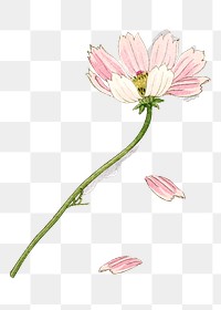 Pink cosmos png flower sticker, transparent background