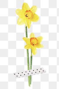 Daffodil flower png Easter journal sticker, transparent background