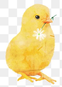 Baby chicken png sticker, flower illustration, transparent background