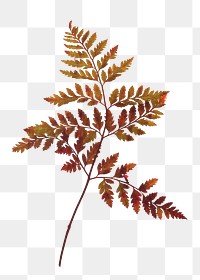 Autumn leaf branch png sticker, transparent background