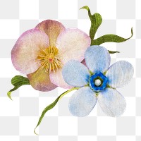 Hellebore flower png forget me not sticker, transparent background