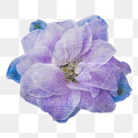Purple delphinium png flower sticker, transparent background