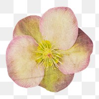 Pink hellebore png flower sticker, transparent background