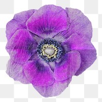 Anemone flower png journal sticker, transparent background