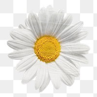 White daisy png flower sticker, transparent background