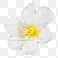 White tulip png full bloom flower sticker, transparent background