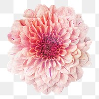 Pink chrysanthemum png flower journal sticker, transparent background