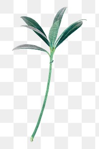 Leaf branch png sticker, transparent background