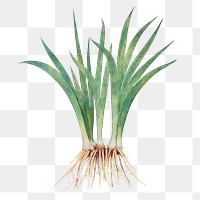 Spring onion grass png sticker, transparent background