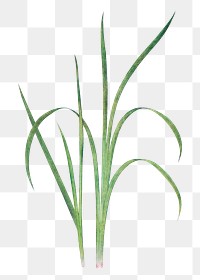 Spring onion grass png sticker, transparent background