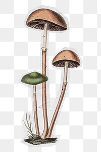 Wild mushroom png sticker, transparent background