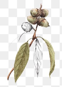 Walnut branch png sticker, transparent background