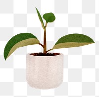 Houseplant png sticker, transparent background