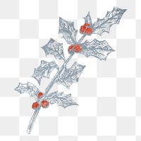 Holly branch png sticker, transparent background