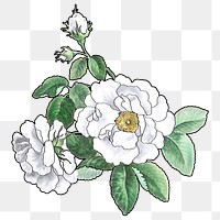 White rose png flower sticker, transparent background, remixed by rawpixel