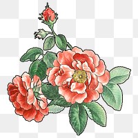 Red rose png flower sticker, transparent background, remixed by rawpixel