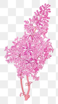 Pink lilac png botanical sticker, transparent background, remixed by rawpixel