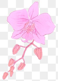 Pink flower png moth orchid sticker, transparent background, remixed by rawpixel