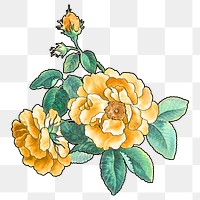 Yellow rose png flower sticker, transparent background, remixed by rawpixel